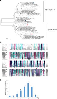 Xylanase VmXyl2 is involved in the pathogenicity of Valsa mali by regulating xylanase activity and inducing cell necrosis